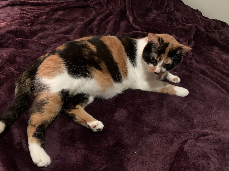 Sammy the calico kitten laying sprawled on her favorite purple blankie