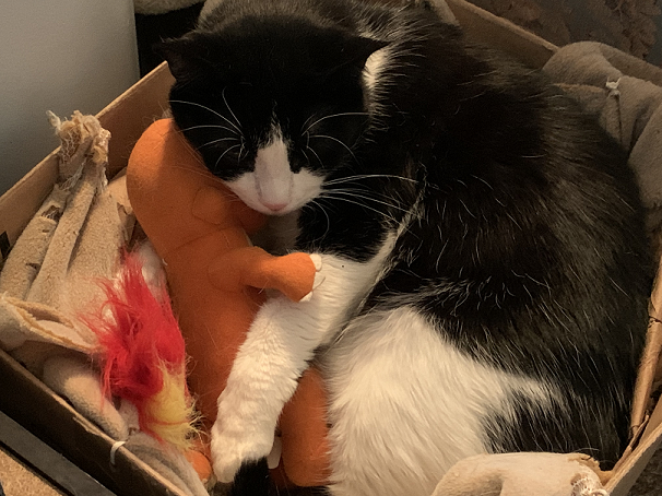 Tyson the tuxedo cat cuddling a Charmander plushie while snuggled in a box